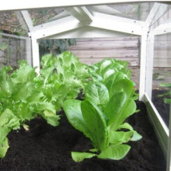 Access Glass Cloche -XIKI Garden Shop ACCCLO3