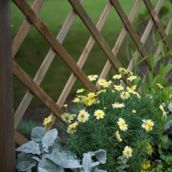 Venice Wooden Planter 18 Venice Wooden Planter -XIKI Garden Shop FGFPV4