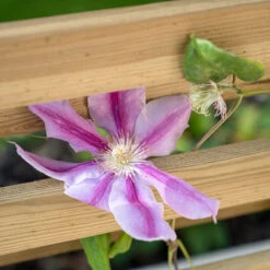 Forest Garden Living Screen Planter -XIKI Garden Shop FGLIVSCRPLANTHD4