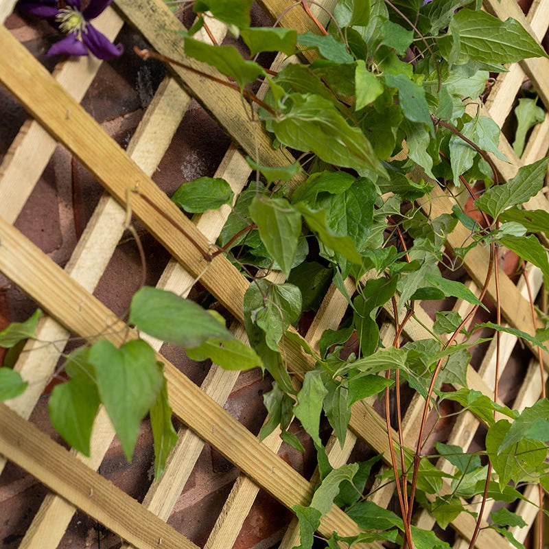 Forest Garden Trellis Planter 3 Forest Garden Trellis Planter - Image 3
