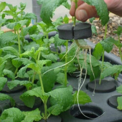 Hydropod Propagator -XIKI Garden Shop HYCP12