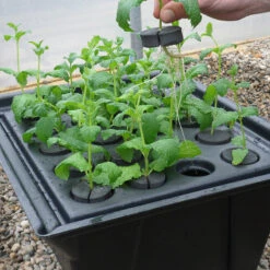 Hydropod Propagator -XIKI Garden Shop HYCP13