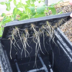 Hydropod Propagator -XIKI Garden Shop HYCP14