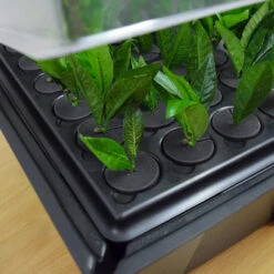 Hydropod Propagator -XIKI Garden Shop HYCP16