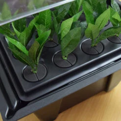 Hydropod Propagator -XIKI Garden Shop HYCP17