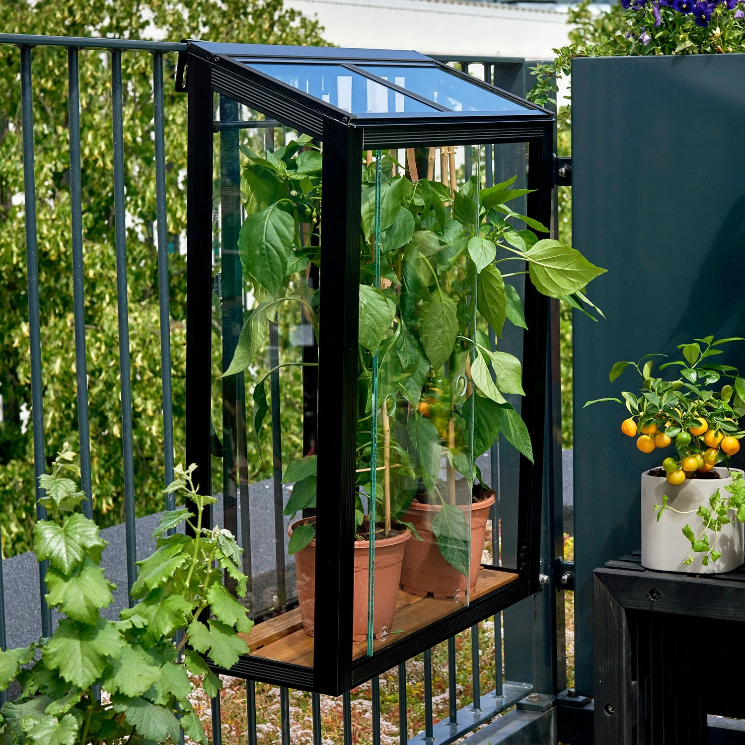 Juliana Balcony Greenhouse 13 Juliana Balcony Greenhouse - Image 13