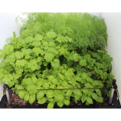 Ergrownomics - Two Planter Set 12 Ergrownomics - Two Planter Set -XIKI Garden Shop OPM8 225a1d6c 58b3 40b1 bd1a 5c59f3e8bca3