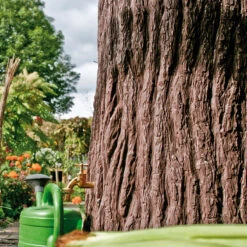 Evergreen 475 Litre Tree Stump Water Butt 16 Evergreen 475 Litre Tree Stump Water Butt -XIKI Garden Shop PTEVE7