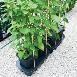 Quadgrow Planter 19 Quadgrow Planter -XIKI Garden Shop QGP13