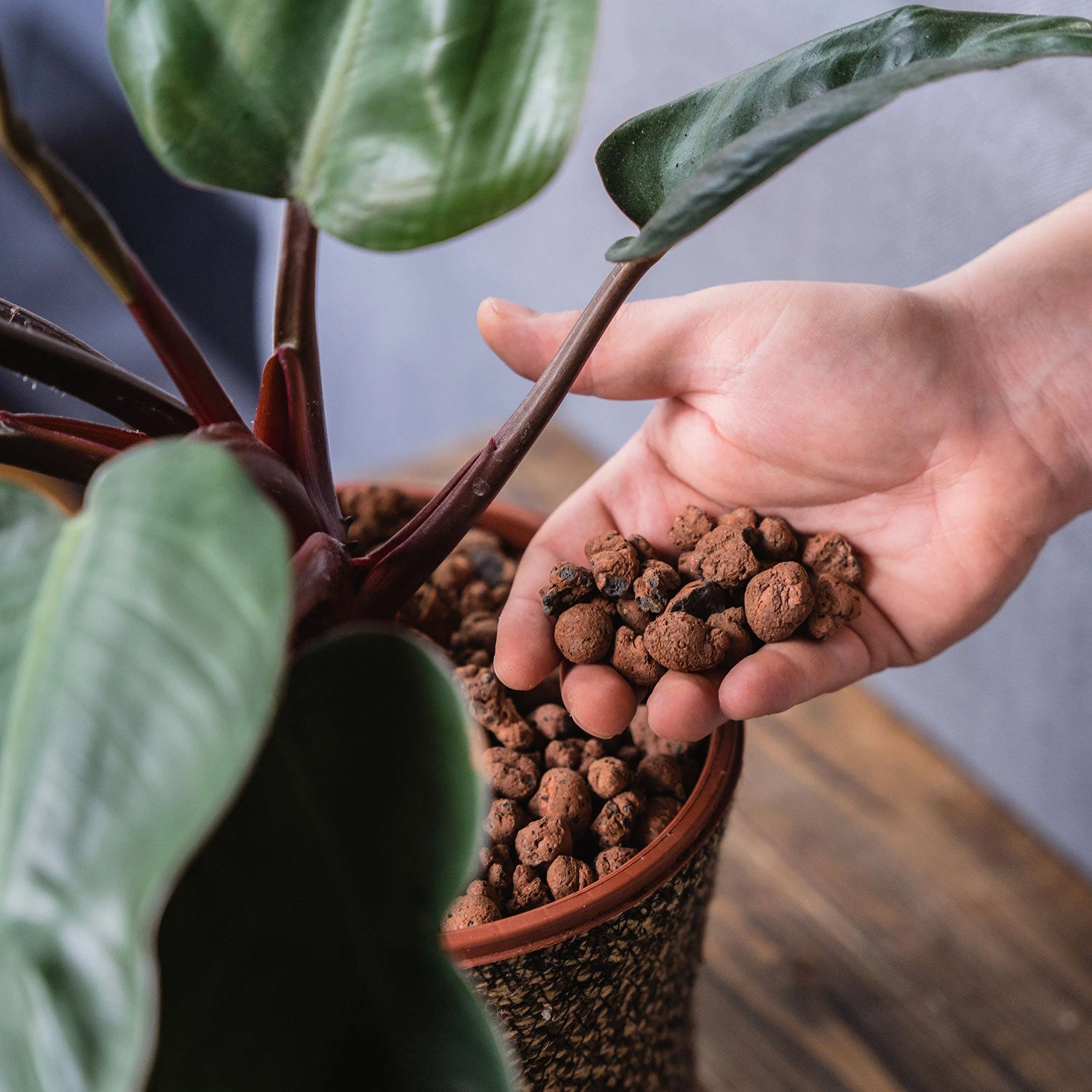 Gro-Sure Hydroleca 10 Litre Bag 2 Gro-Sure Hydroleca 10 Litre Bag - Image 2