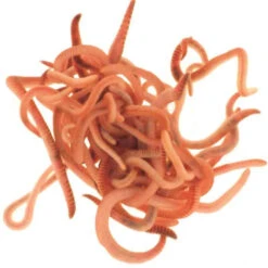 Composting Worms 5 Composting Worms -XIKI Garden Shop WWCW1