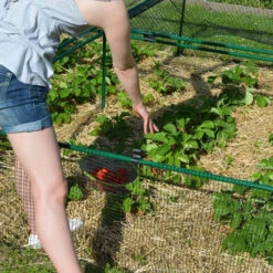 1' 6" High X 8' Wide Fruit & Vegetable Cage 8 1' 6" High X 8' Wide Fruit & Vegetable Cage -XIKI Garden Shop fc1684