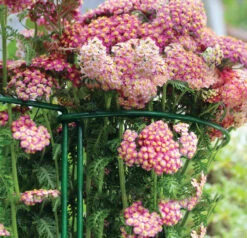 Gard N Hoop 5 Gard N Hoop -XIKI Garden Shop gnh3 1