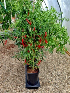 Triplegrow Planter Chillegrow -XIKI Garden Shop gstgp12