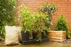 Triplegrow Planter Chillegrow -XIKI Garden Shop gstgp13