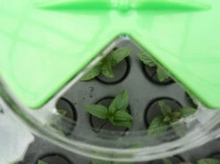 Hydropod Propagator -XIKI Garden Shop hycp11 1 4