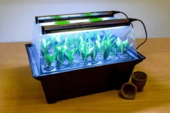 Hydropod Propagator -XIKI Garden Shop hycp2 4
