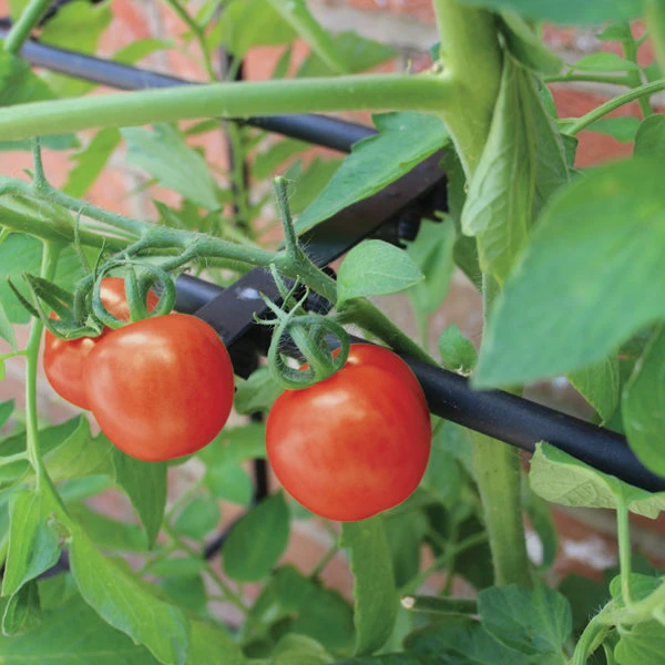 Tomato Crop-Booster Frame 4 Tomato Crop-Booster Frame - Image 4