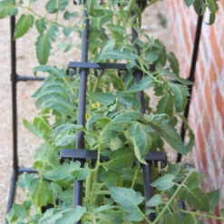 Tomato Crop-Booster Frame 7 Tomato Crop-Booster Frame -XIKI Garden Shop image 108260