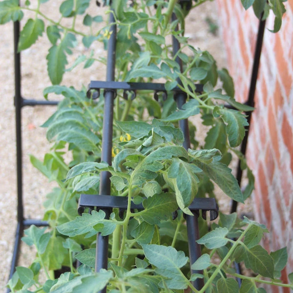 Tomato Crop-Booster Frame 3 Tomato Crop-Booster Frame - Image 3