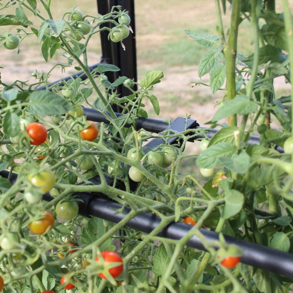 Tomato Crop-Booster Frame 2 Tomato Crop-Booster Frame - Image 2