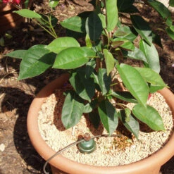 Tropf Blumat Tank Kit -XIKI Garden Shop image 139462