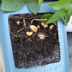 Potato Pots -XIKI Garden Shop image 139513