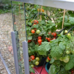 Access Double Tomato House 5 Access Double Tomato House -XIKI Garden Shop image 64340