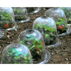 Baby Bells Pack Of 3 -XIKI Garden Shop image 65781