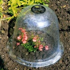 Baby Bells Pack Of 3 -XIKI Garden Shop image 65783