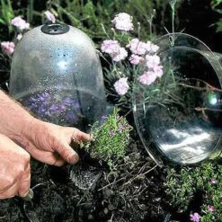 Baby Bells Pack Of 3 -XIKI Garden Shop image 65785