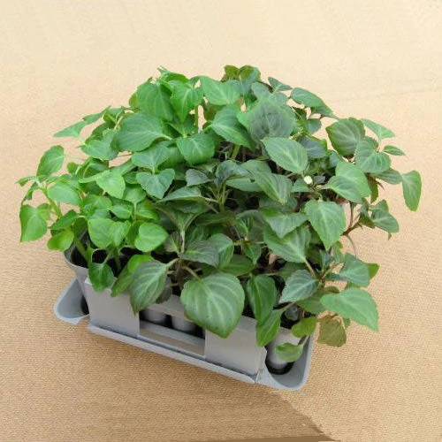 Compact Plant Trainer 9 Compact Plant Trainer - Image 9