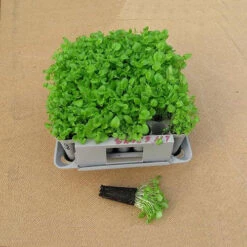 Compact Plant Trainer 17 Compact Plant Trainer -XIKI Garden Shop image 65985