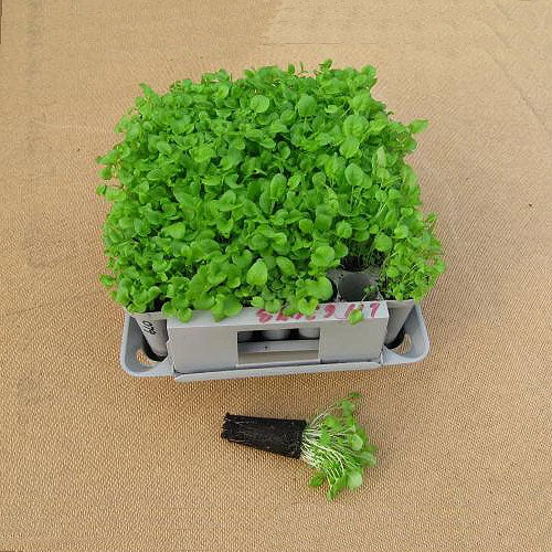 Compact Plant Trainer 8 Compact Plant Trainer - Image 8