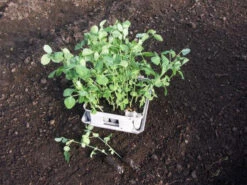 Compact Plant Trainer 15 Compact Plant Trainer -XIKI Garden Shop image 65987