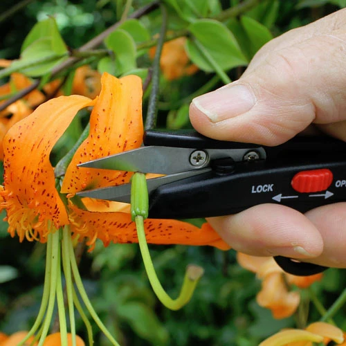 Darlac Deadheading Snips 2 Darlac Deadheading Snips - Image 2