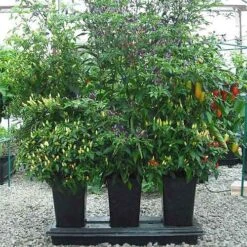 Triplegrow Planter Chillegrow -XIKI Garden Shop image 83432