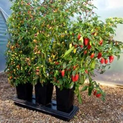 Triplegrow Planter Chillegrow -XIKI Garden Shop image 83434