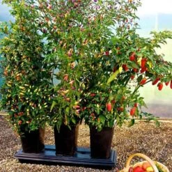 Triplegrow Planter Chillegrow -XIKI Garden Shop image 83437