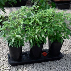 Triplegrow Planter Chillegrow -XIKI Garden Shop image 83440