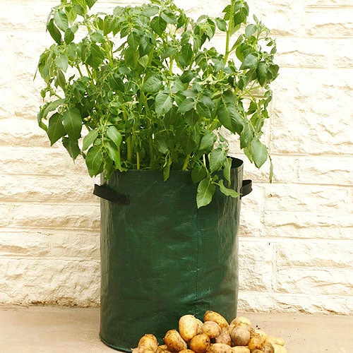 Potato Patio Planters 1 Potato Patio Planters
