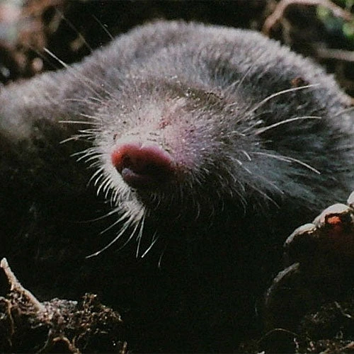 Mole Chaser 1 Mole Chaser