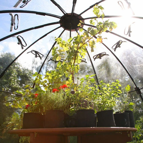 Sunbubble 3 Sunbubble - Image 3