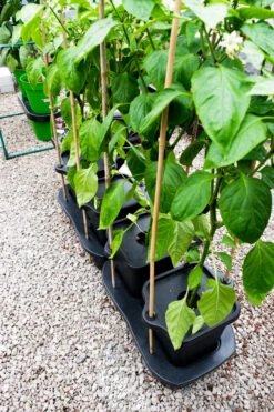 Quadgrow Planter 17 Quadgrow Planter -XIKI Garden Shop qgp11