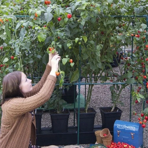 Quadgrow Planter 5 Quadgrow Planter - Image 5